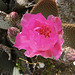 Cactus Flower on the trail to Maidenhair Falls in Anza-Borrego (1661)