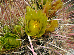 Cactus Flower on the trail to Maidenhair Falls in Anza-Borrego (1662)