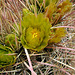 Cactus Flower on the trail to Maidenhair Falls in Anza-Borrego (1662)