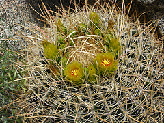 Cactus Flowers on the trail to Maidenhair Falls in Anza-Borrego (1659)