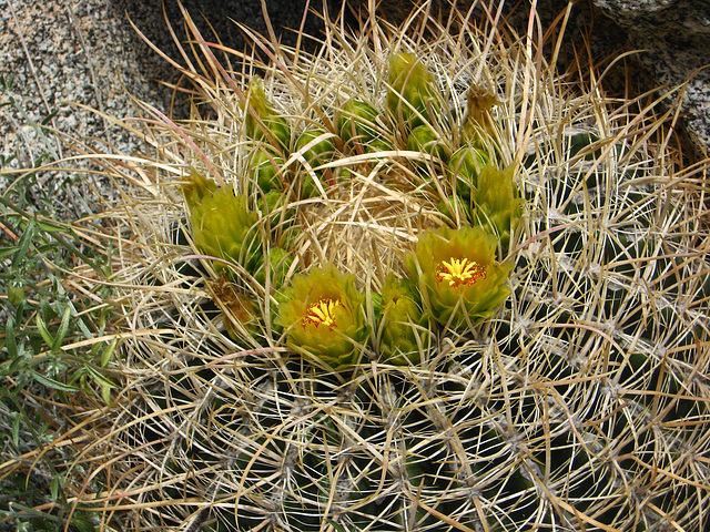 Cactus Flowers on the trail to Maidenhair Falls in Anza-Borrego (1659)