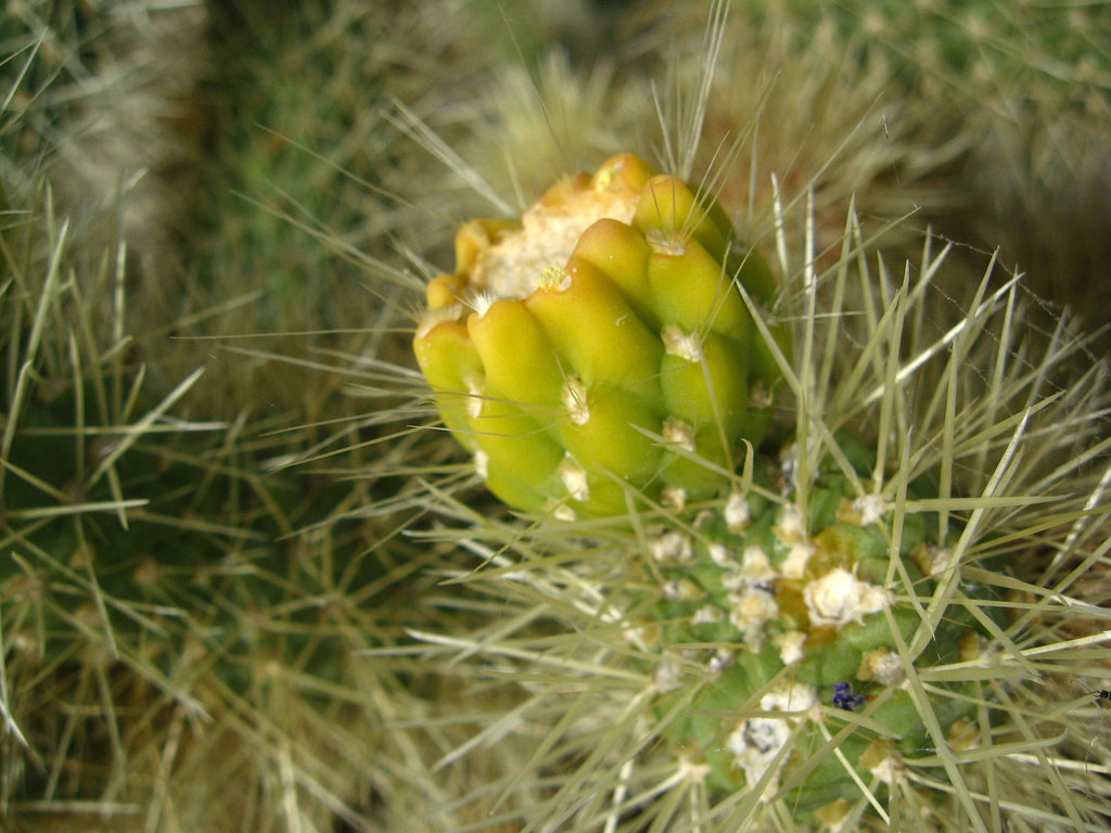 Cholla Bud on the trail to Maidenhair Falls in Anza-Borrego (1629)