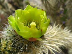 Cholla Flower on the trail to Maidenhair Falls in Anza-Borrego (1663)