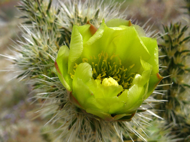 Cholla Flower on the trail to Maidenhair Falls in Anza-Borrego (1664)