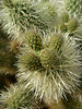 Cholla on the trail to Maidenhair Falls in Anza-Borrego (1630)