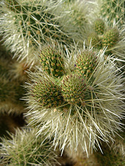 Cholla on the trail to Maidenhair Falls in Anza-Borrego (1630)