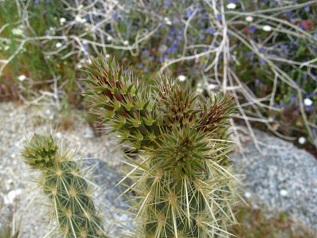 Cholla on the trail to Maidenhair Falls in Anza-Borrego (1633)