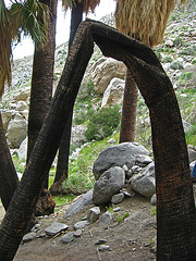 Dead Palm on the trail to Maidenhair Falls in Anza-Borrego (1641)