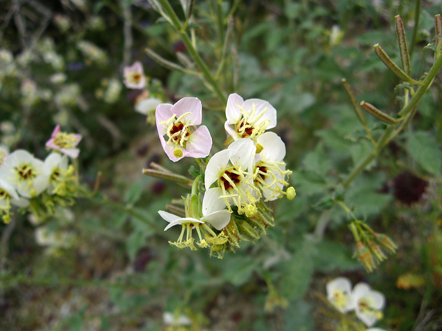 Flowers on the trail to Maidenhair Falls in Anza-Borrego (1622)