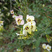 Flowers on the trail to Maidenhair Falls in Anza-Borrego (1622)
