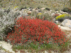 Flowers on the trail to Maidenhair Falls in Anza-Borrego (1638)