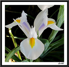 Iris Blanc Sauvage
