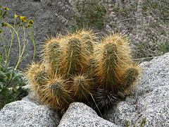 Hedgehog Cactus on the trail to Maidenhair Falls in Anza-Borrego (1642)
