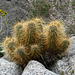 Hedgehog Cactus on the trail to Maidenhair Falls in Anza-Borrego (1642)