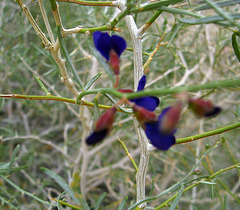 Indigo Blooms on the trail to Maidenhair Falls in Anza-Borrego (1623