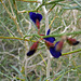 Indigo Blooms on the trail to Maidenhair Falls in Anza-Borrego (1623