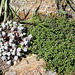 Sedum spathulatum "cape blanco" et thym