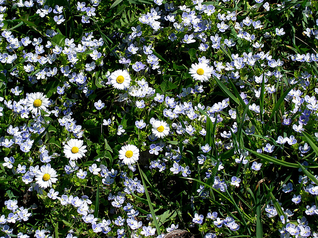 Blumenteppich - tapis fleuri -