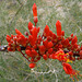 Ocotillo Bloom on the trail to Maidenhair Falls in Anza-Borrego (1625)