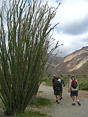 Ocotillo on the trail to Maidenhair Falls in Anza-Borrego (1624)