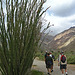 Ocotillo on the trail to Maidenhair Falls in Anza-Borrego (1624)