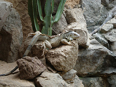 Palmitos Park - Iguana