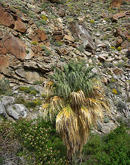 On the trail to Maidenhair Falls in Anza-Borrego (1657)