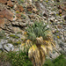 On the trail to Maidenhair Falls in Anza-Borrego (1657)