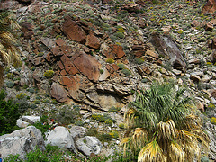 On the trail to Maidenhair Falls in Anza-Borrego (1658)
