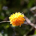 20110417 1091RAw [D~LIP] Gefüllter Ranunkelstrauch (Kerria japonica 'Pleniflora'), Bad Salzuflen