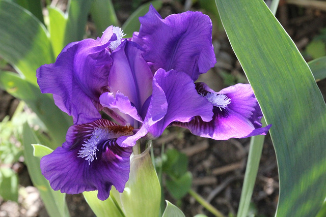 Iris nain violet