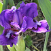 Iris nain violet