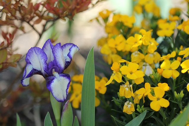 Iris nain plicata -giroflées jaunes