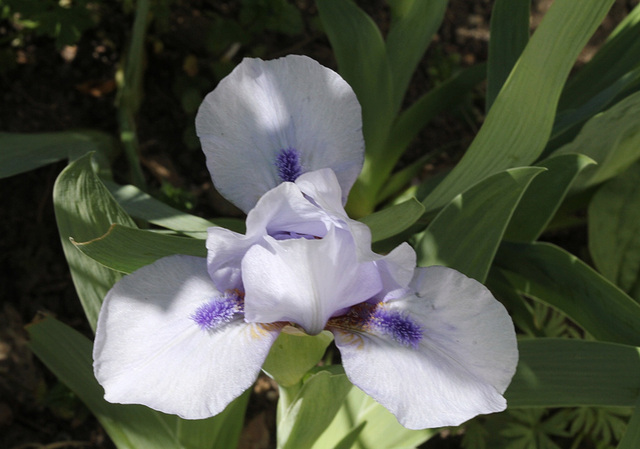 Iris nain bleu clair