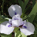 Iris nain bleu clair