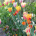 Grandes tulipes chics