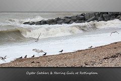 Oyster catchers & Herring Gulls at Rottingdean - 22.10.2014