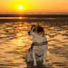 Jack Russell Terrier Clifford DSC06390