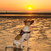 Jack Russell Terrier Rico DSC06393