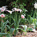 tulipes flammées rouges et blanches