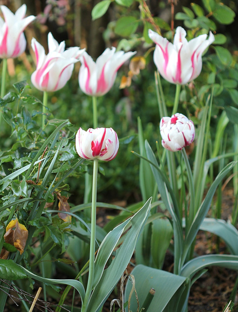 Tulipes flammées rouges et blanches