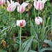 Tulipes flammées rouges et blanches