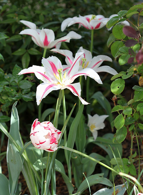 Tulipes fleur de Lys