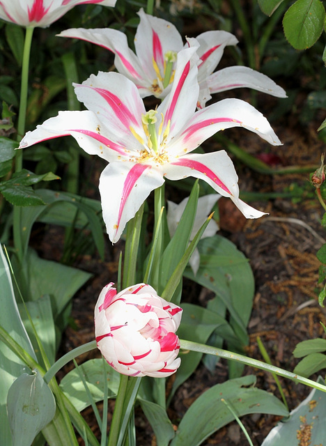 Tulipes fleur de lys (2)