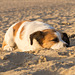 Jack Russell Terrier Clifford - Niederlande Cadzand DSC06204