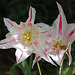 Tulipes Fleur de lys 3