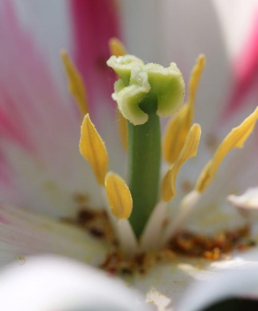 Tulipe- organes reproducteurs