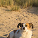 Jack Russell Terrier Clifford - Niederlande Cadzand DSC06192