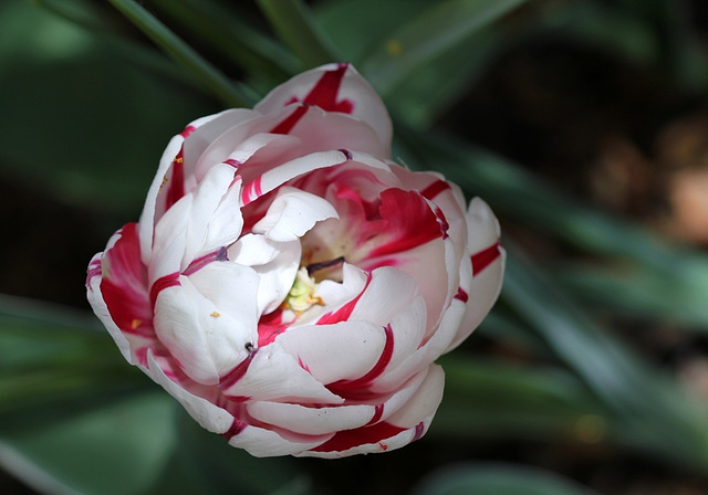 Tulipe fleur de pivoine 2
