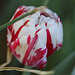 Tulipe fleur de pivoine 3 (2)